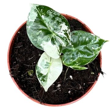 Alocasia micholitziana 'Frydek Variegata'