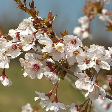 Prunus incisa 'Kojou-no-mai'