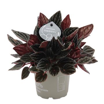 Peperomia caperata 'Montevideo'