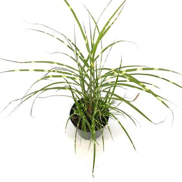 Miscanthus sinensis 'Strictus Dwarf'
