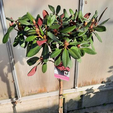 Rhododendron 'Wine and Roses'