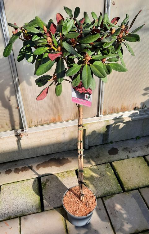 Rhododendron 'Wine and Roses'