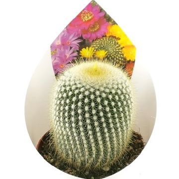 Parodia leninghausii