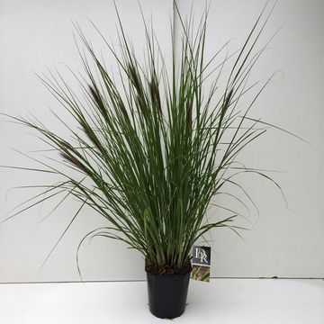 Pennisetum alopecuroides viridescens