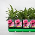 Echinacea purpurea 'Double-Decker'