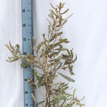 Banksia menziesii