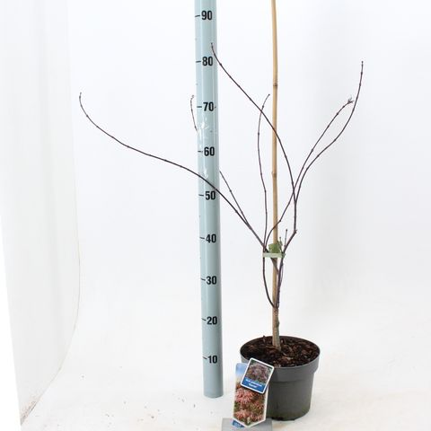Acer palmatum 'Гарнет'
