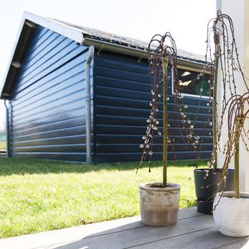 Salix caprea 'Kilmarnock'