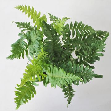 Polypodium vulgare