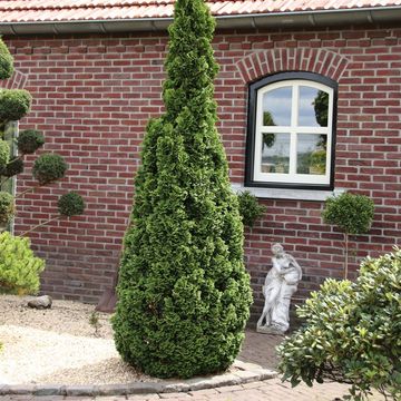 Thuja occidentalis 'Degroot's Spire'