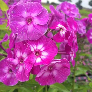 Phlox 'Laura'