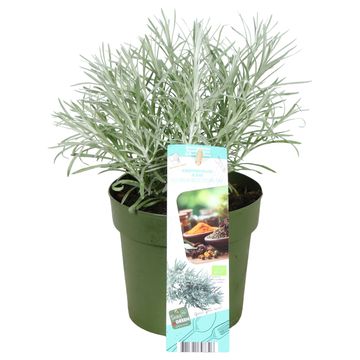 Helichrysum italicum 'Tikka'