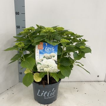 Hydrangea macrophylla 'Little White'