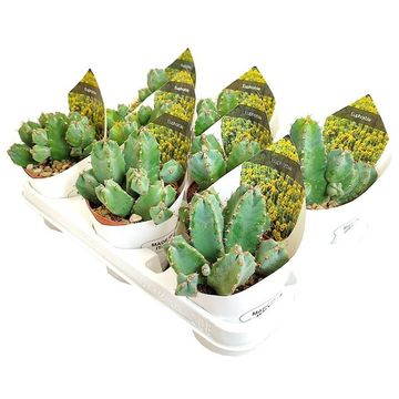 Euphorbia resinifera