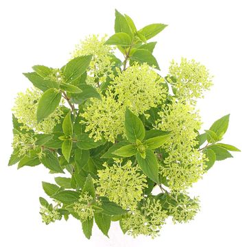 Hydrangea paniculata WHITELIGHT