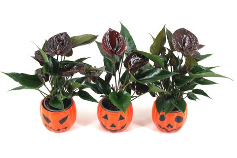 Anthurium CHELSEY CHOCOLATE
