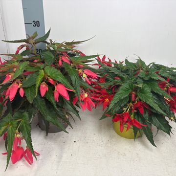 Begonia SUMMERWINGS MIX
