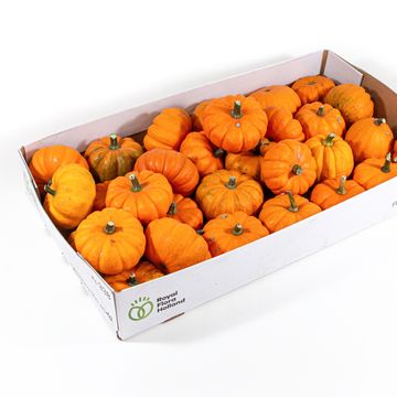 Cucurbita pepo 'Jack be Little'