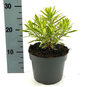 Euphorbia 'Ascot Rainbow'