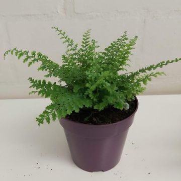 Polystichum setiferum