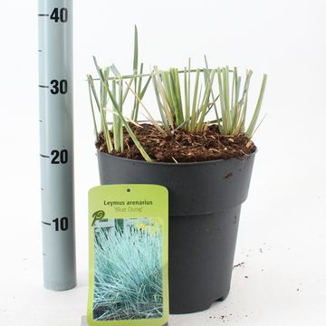 Leymus arenarius 'Blue Dune'