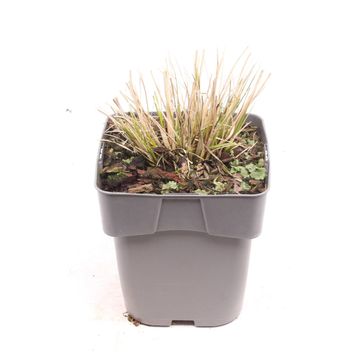 Pennisetum alopecuroides 'Little Bunny'