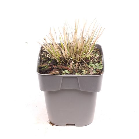 Pennisetum alopecuroides 'Little Bunny'