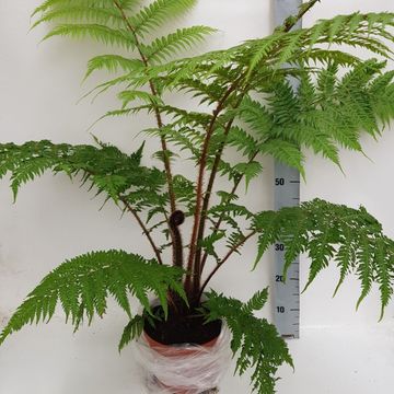 Cyathea cooperi