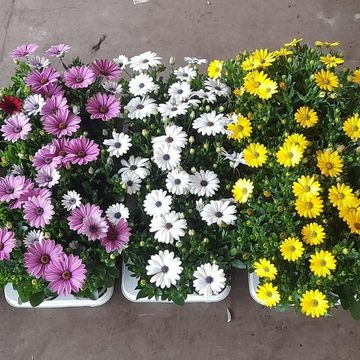 Osteospermum MIX