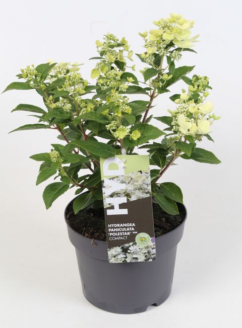 Hydrangea paniculata 'Polestar'