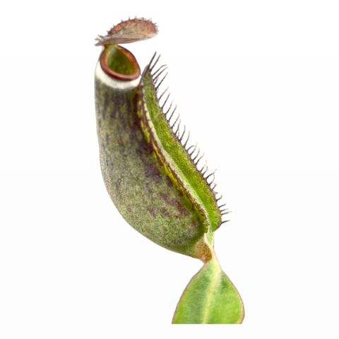 Nepenthes albomarginata