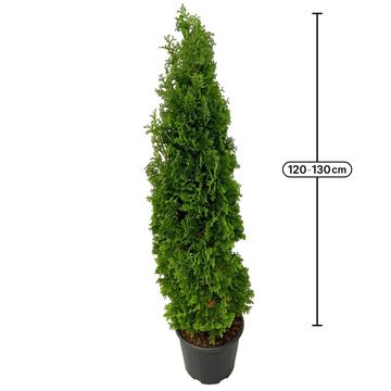 Thuja occidentalis 'Degroot's Spire'