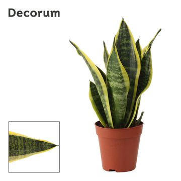 Sansevieria trifasciata 'Futura Superba'