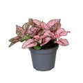 Hypoestes phyllostachya 'Super Pink'