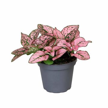 Hypoestes phyllostachya 'Super Pink'