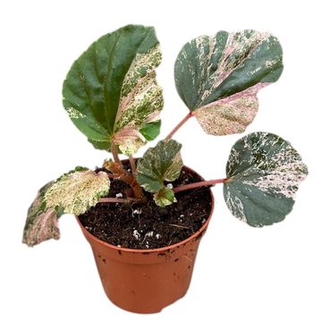 Begonia cucullata 'Variegata'