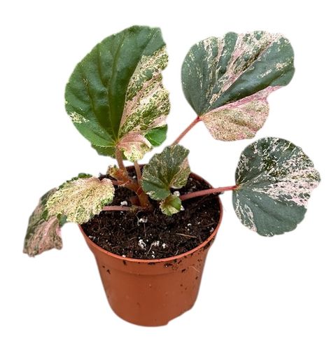 Begonia cucullata 'Variegata'