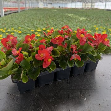 Begonia SEMPERFLORENS MIX
