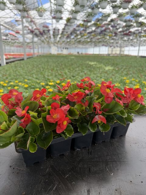 Begonia SEMPERFLORENS MIX