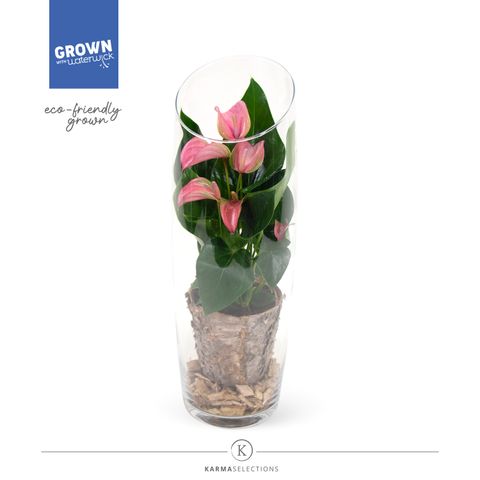 Anthurium MIX