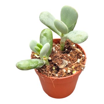 Cotyledon orbiculata 'Higginsiae'