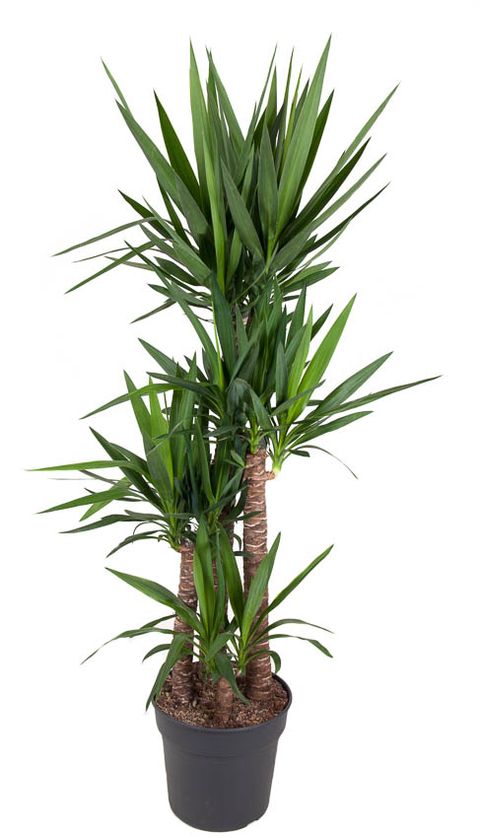 Yucca elephantipes