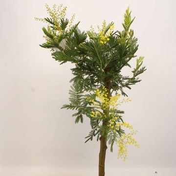 Acacia dealbata