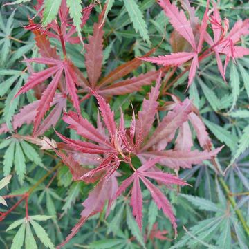 Acer palmatum 'Jerre Schwartz'