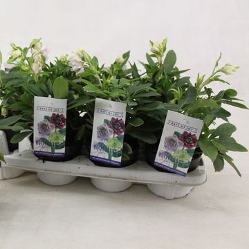 Helleborus orientalis 'White Spotted'