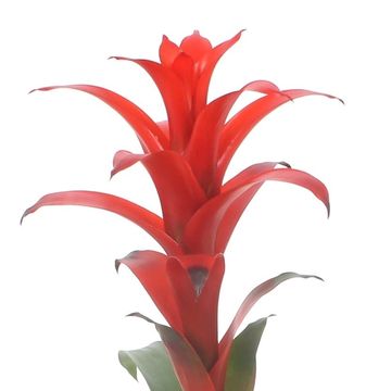 Guzmania 'Allura'