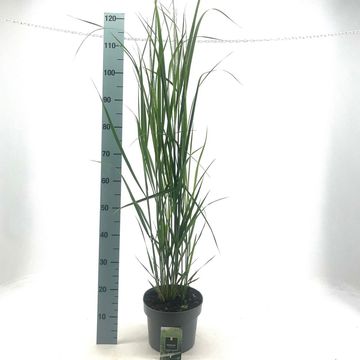 Panicum virgatum 'Northwind'