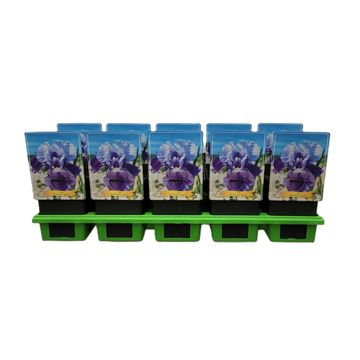 Iris 'Saxby'