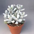 Cotyledon orbiculata