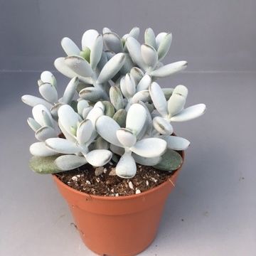 Cotyledon orbiculata